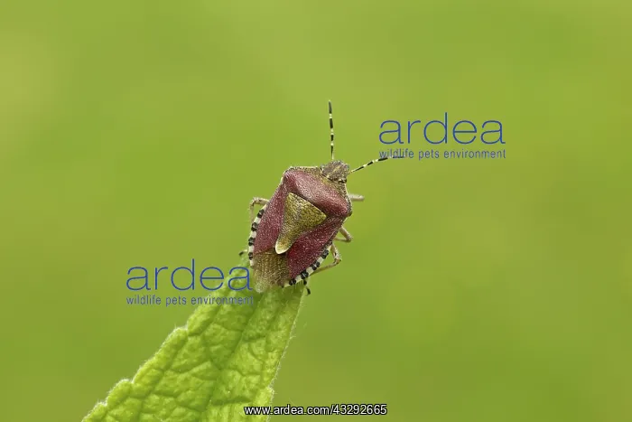 : 80188796 Green Shield Bug - resting on top of leaf : 80188796 Green Shield Bug - resting on top of leaf
