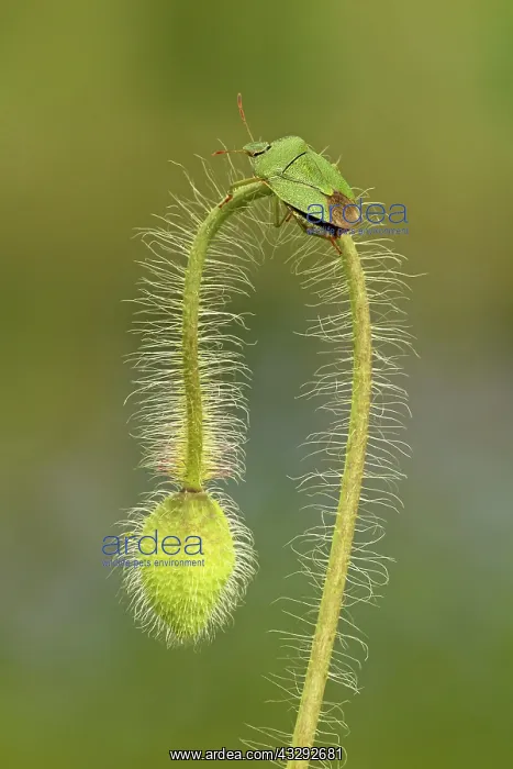 : 80188798 Green Shield Bug - crawling on poppy bud : 80188798 Green Shield Bug - crawling on poppy bud