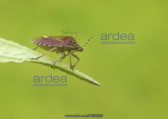 : 80188799 Green Shield Bug - resting on top of leaf : 80188799 Green Shield Bug - resting on top of leaf