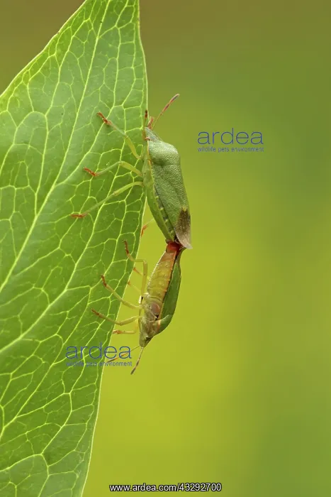 : 80188800 Green Shield Bugs - mating on Peony leaf : 80188800 Green Shield Bugs - mating on Peony leaf