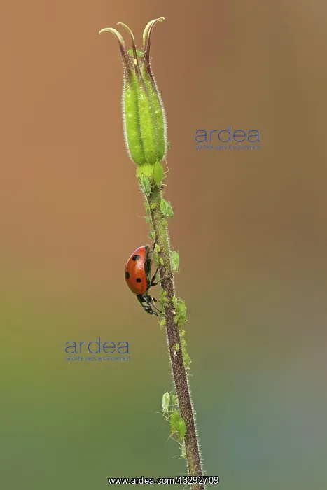 : 80188801 Ladybird - crawling among aphids (Aphidoidea) : 80188801 Ladybird - crawling among aphids (Aphidoidea)