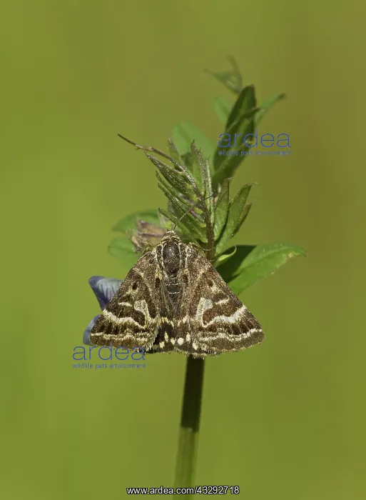 : 80188802 Mother Shipton Moth - in wildflower meadow : 80188802 Mother Shipton Moth - in wildflower meadow