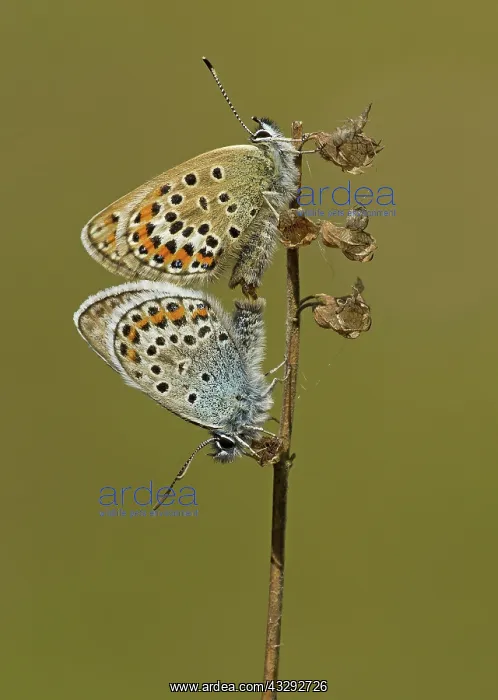 : 80188803 Silver-studded Blue Butterflies - mating : 80188803 Silver-studded Blue Butterflies - mating
