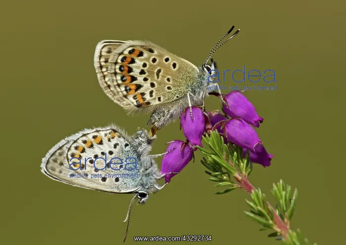 : 80188804 Silver-studded Blue Butterflies - mating : 80188804 Silver-studded Blue Butterflies - mating