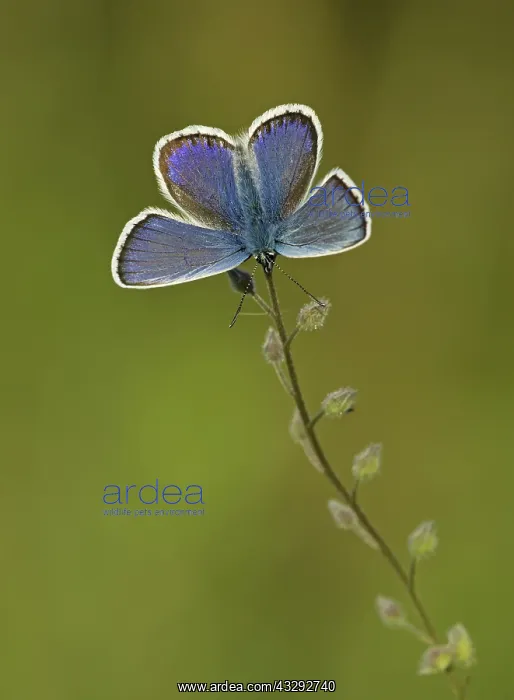 : 80188805 Silver-studded Blue Butterfly - male resting : 80188805 Silver-studded Blue Butterfly - male resting