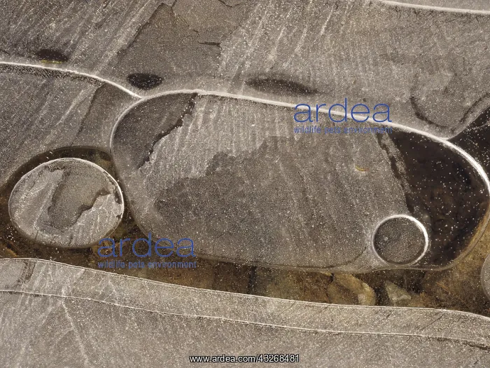 : 80189117 Icy surface of frozen water puddle Germany : 80189117 Icy surface of frozen water puddle Germany