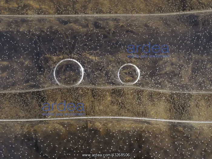 : 80189120 Icy surface of frozen water puddle Germany : 80189120 Icy surface of frozen water puddle Germany