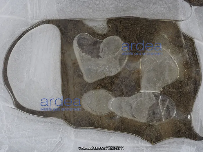 : 80189121 Icy surface of frozen water puddle Germany : 80189121 Icy surface of frozen water puddle Germany