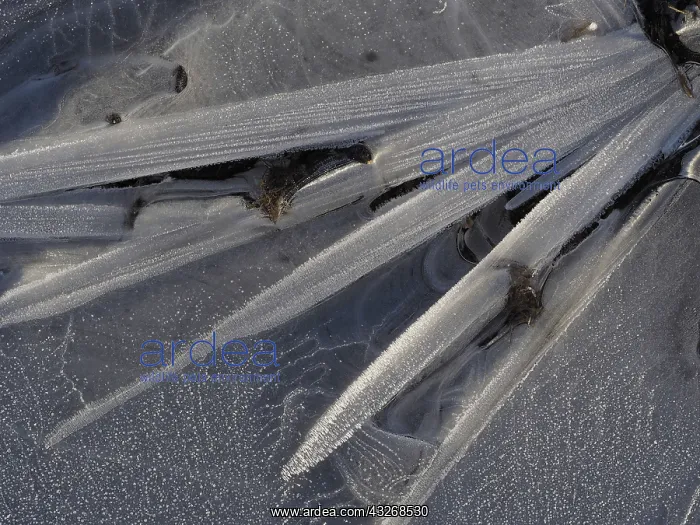 : 80189123 Icy surface of frozen water puddle Germany : 80189123 Icy surface of frozen water puddle Germany