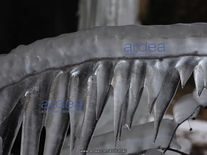 : 80189124 Icicle Gran Paradiso National Park, Italy : 80189124 Icicle Gran Paradiso National Park, Italy