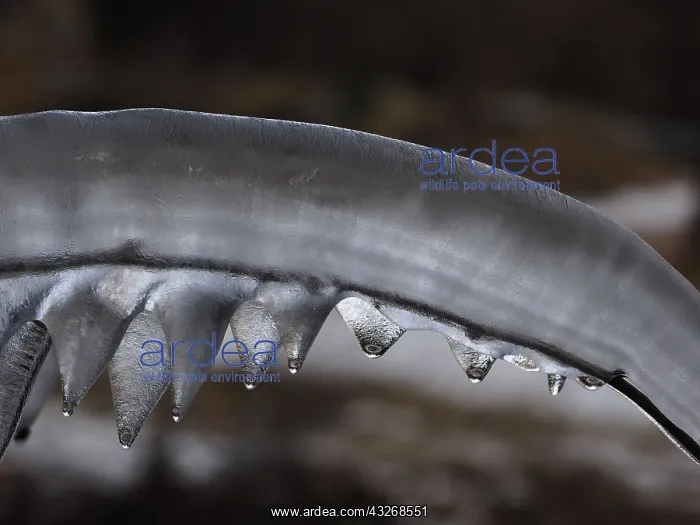 : 80189125 Icicle Gran Paradiso National Park, Italy : 80189125 Icicle Gran Paradiso National Park, Italy