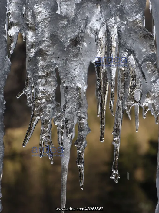 : 80189126 Icicle Gran Paradiso National Park, Italy : 80189126 Icicle Gran Paradiso National Park, Italy