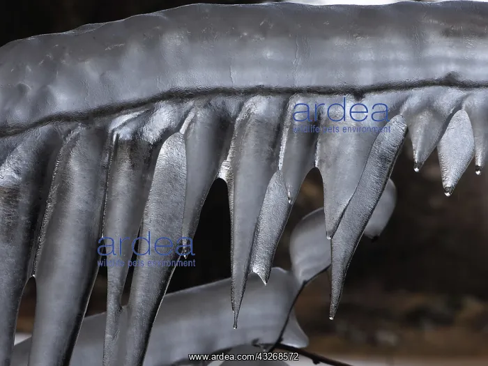 : 80189127 Icicle Gran Paradiso National Park, Italy : 80189127 Icicle Gran Paradiso National Park, Italy