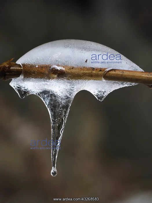 : 80189128 Icicle Germany Stefan Meyers All images : 80189128 Icicle Germany Stefan Meyers All images