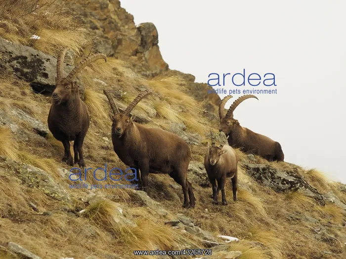 : 80189142 Alpine Ibex - buck Gran Paradiso National : 80189142 Alpine Ibex - buck Gran Paradiso National