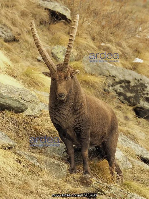 : 80189143 Alpine Ibex - buck Gran Paradiso National : 80189143 Alpine Ibex - buck Gran Paradiso National