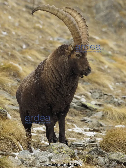 : 80189144 Alpine Ibex - buck Gran Paradiso National : 80189144 Alpine Ibex - buck Gran Paradiso National