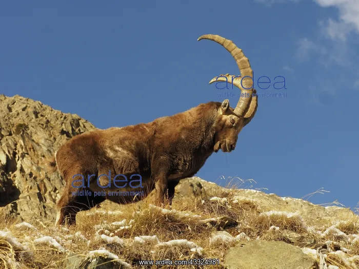 : 80189145 Alpine Ibex - buck Gran Paradiso National : 80189145 Alpine Ibex - buck Gran Paradiso National
