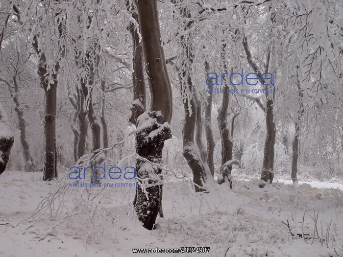  : 80189146 Beech Trees - frost in forest Bournak
