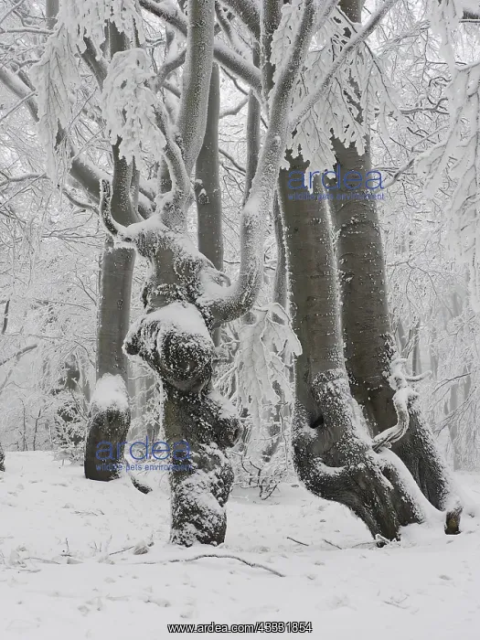 : 80189148 Beech Trees - frost in forest Bournak : 80189148 Beech Trees - frost in forest Bournak