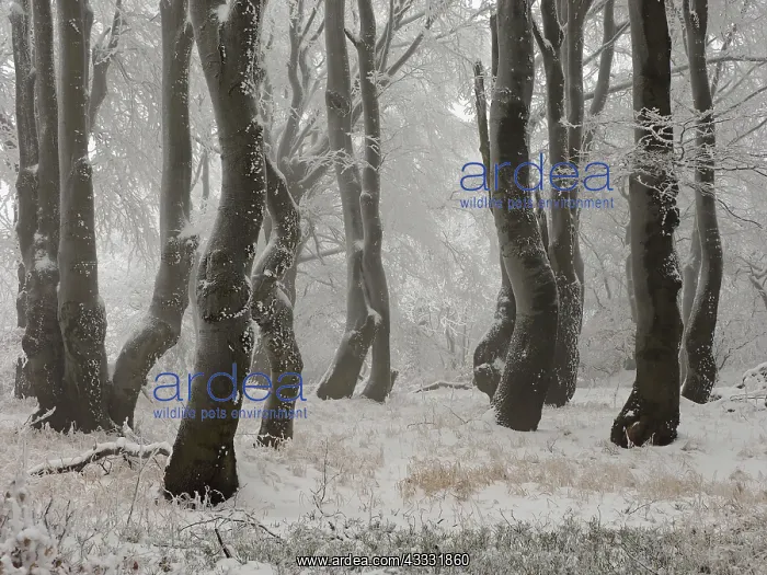 : 80189149 Beech Trees - frost in forest Bournak : 80189149 Beech Trees - frost in forest Bournak