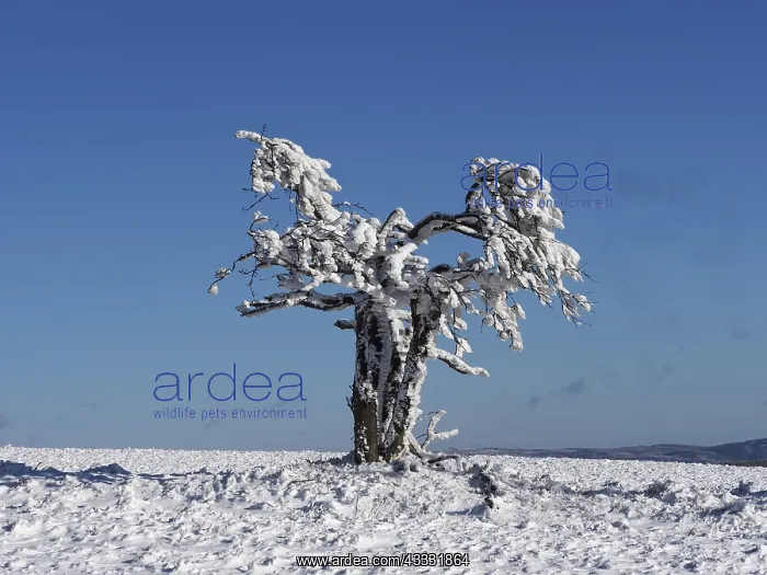 : 80189150 Snow covered Tree Czech Republic Stefan : 80189150 Snow covered Tree Czech Republic Stefan