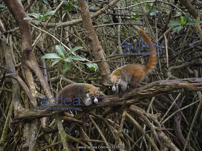 : 80189151 Coati - in mangroves Yukatan, Mexico Nasua : 80189151 Coati - in mangroves Yukatan, Mexico Nasua
