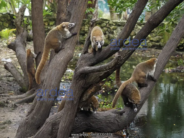 : 80189152 Coati - in mangroves Yukatan, Mexico Nasua : 80189152 Coati - in mangroves Yukatan, Mexico Nasua