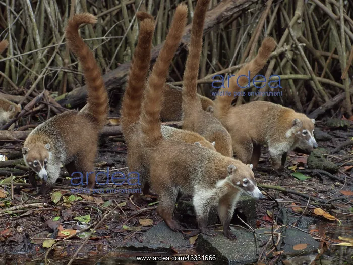 : 80189153 Coati - in mangroves Yukatan, Mexico Nasua : 80189153 Coati - in mangroves Yukatan, Mexico Nasua