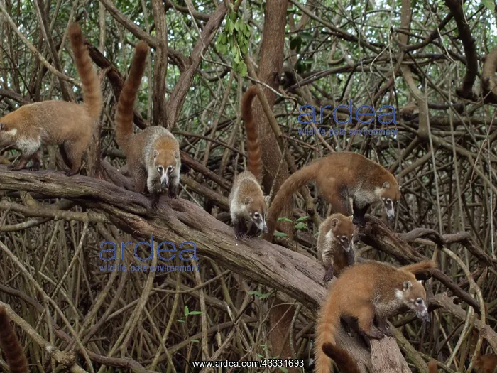 : 80189155 Coati - in mangroves Yukatan, Mexico Nasua : 80189155 Coati - in mangroves Yukatan, Mexico Nasua