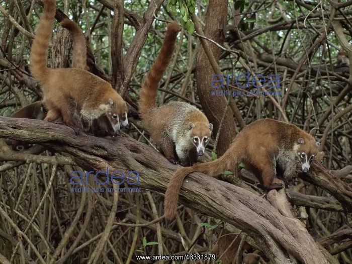  : 80189156 Coati - in mangroves Yukatan, Mexico Nasua