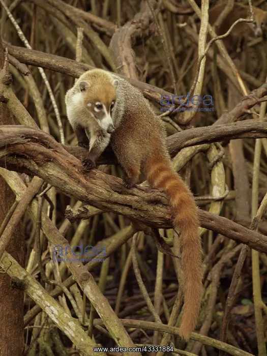 : 80189157 Coati - in mangroves Yukatan, Mexico Nasua : 80189157 Coati - in mangroves Yukatan, Mexico Nasua
