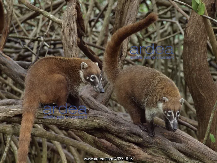 : 80189160 Coati - in mangroves Yukatan, Mexico Nasua : 80189160 Coati - in mangroves Yukatan, Mexico Nasua