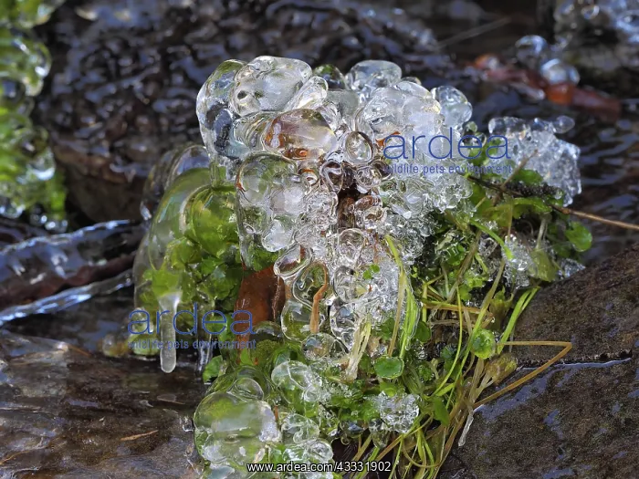 : 80189161 Icicle - frozen plant in winter Ore Mountains : 80189161 Icicle - frozen plant in winter Ore Mountains