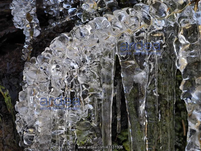 : 80189162 Icicle - frozen plant in winter Ore Mountains : 80189162 Icicle - frozen plant in winter Ore Mountains