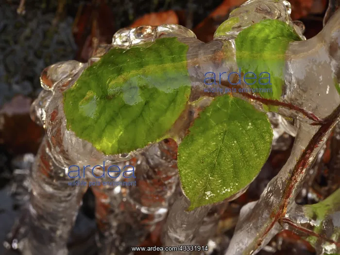 : 80189164 Icicle - frozen plant in winter Ore Mountains : 80189164 Icicle - frozen plant in winter Ore Mountains