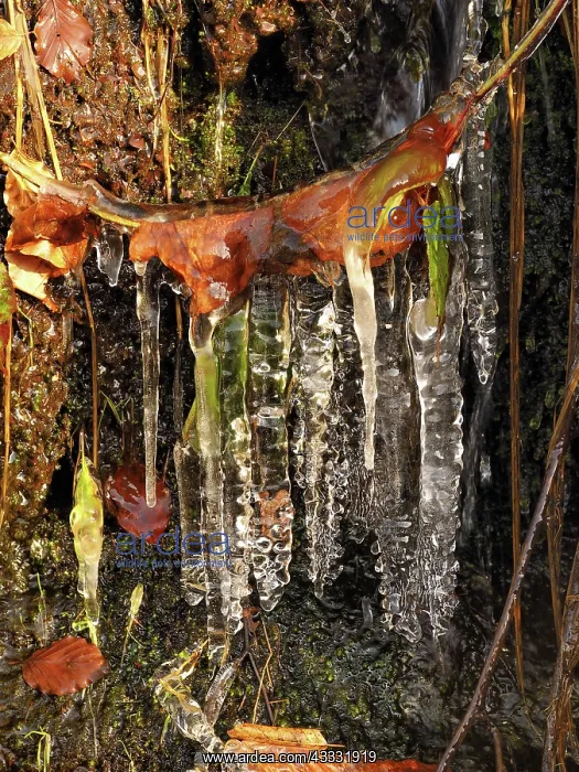 : 80189165 Icicle - frozen plant in winter Ore Mountains : 80189165 Icicle - frozen plant in winter Ore Mountains