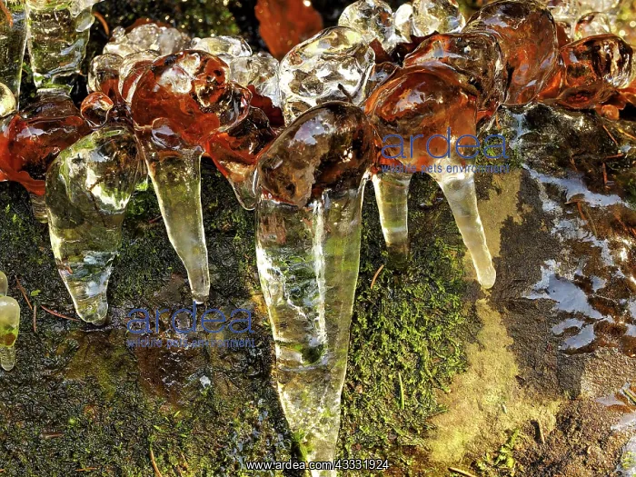 : 80189166 Icicle - frozen plant in winter Ore Mountains : 80189166 Icicle - frozen plant in winter Ore Mountains