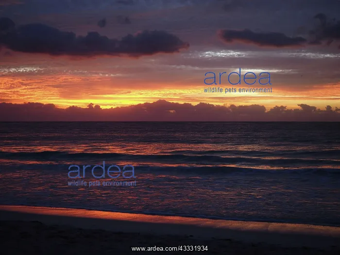 : 80189168 Sunset Caribbean Sea, Yukatan, Mexico Stefan : 80189168 Sunset Caribbean Sea, Yukatan, Mexico Stefan