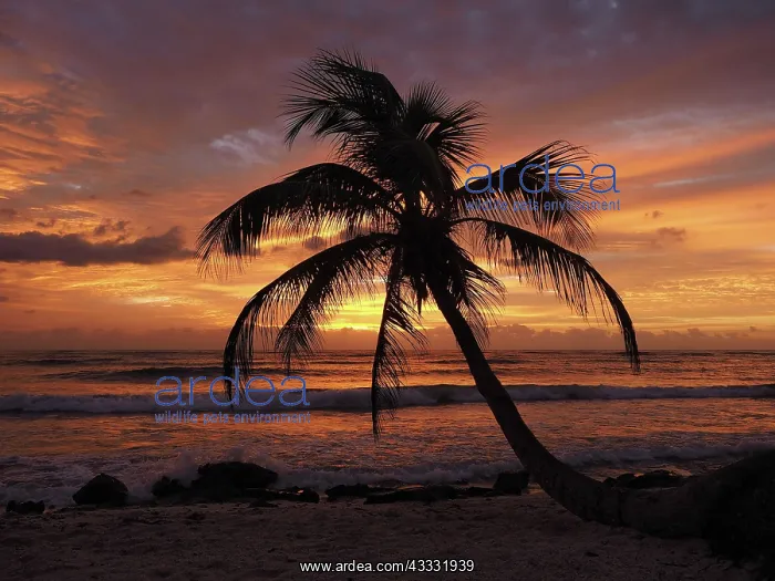 : 80189169 Palm Tree - at sunset Caribbean Sea, Yukatan : 80189169 Palm Tree - at sunset Caribbean Sea, Yukatan