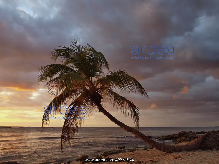 : 80189170 Palm Tree - at sunset Caribbean Sea, Yukatan : 80189170 Palm Tree - at sunset Caribbean Sea, Yukatan