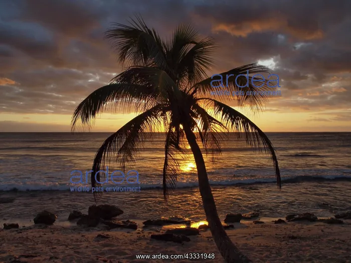: 80189171 Palm Tree - at sunset Caribbean Sea, Yukatan : 80189171 Palm Tree - at sunset Caribbean Sea, Yukatan