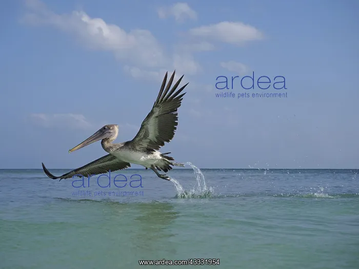  : 80189172 Brown Pelican - in flight Yukatan, Mexico