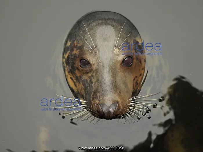 : 80189173 Grey Seal - appearing through water - controlled : 80189173 Grey Seal - appearing through water - controlled