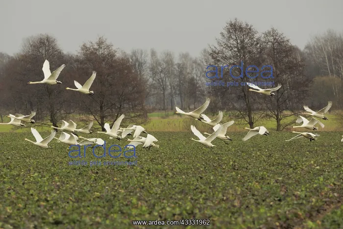 : 80189174 Whooper Swans - in flight Germany Cygnus : 80189174 Whooper Swans - in flight Germany Cygnus