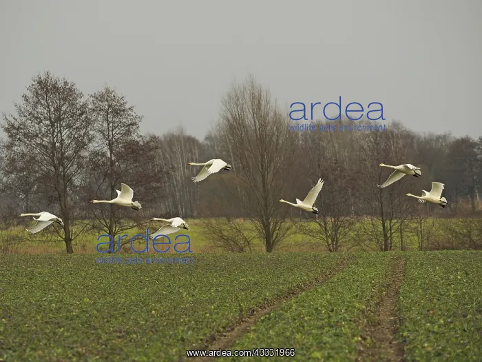 : 80189175 Whooper Swans - in flight Germany Cygnus : 80189175 Whooper Swans - in flight Germany Cygnus