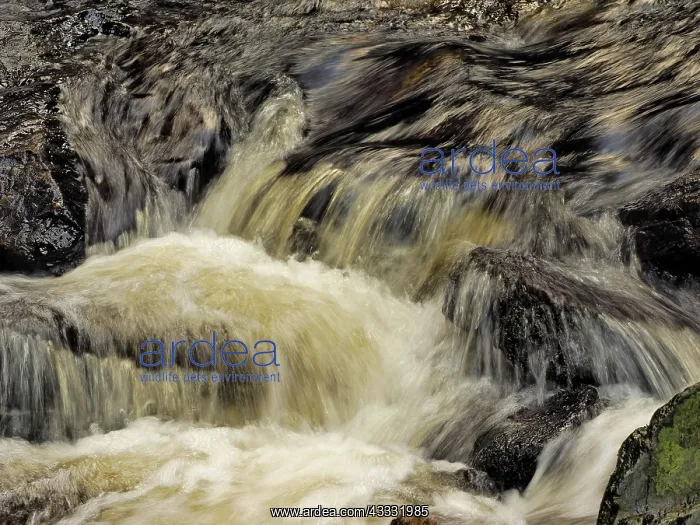 : 80189179 Stream Ore Mountains, Germany Stefan Meyers : 80189179 Stream Ore Mountains, Germany Stefan Meyers