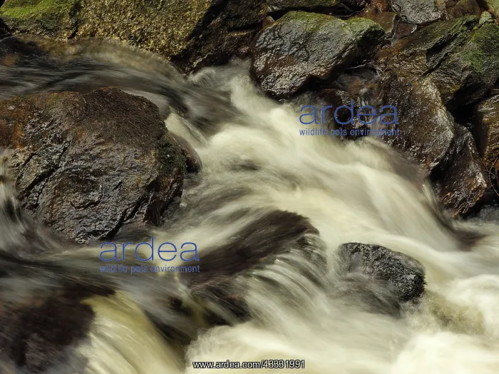 : 80189180 Stream Ore Mountains, Germany Stefan Meyers : 80189180 Stream Ore Mountains, Germany Stefan Meyers