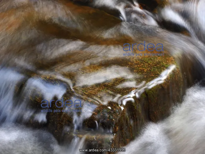  : 80189181 Stream Ore Mountains, Germany Stefan Meyers