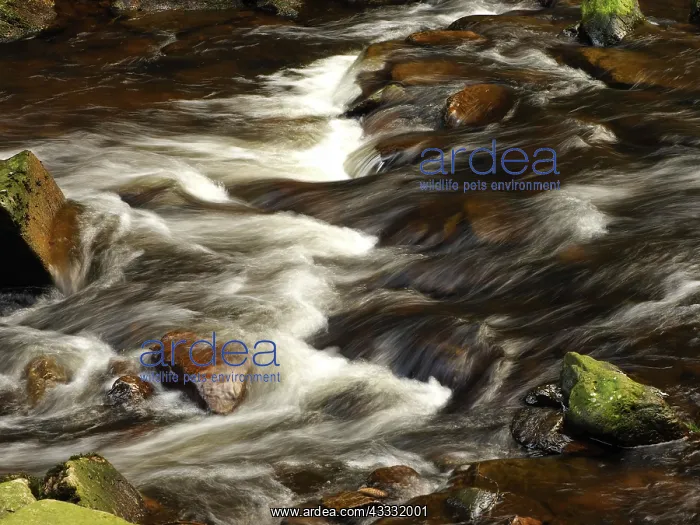 : 80189182 Stream Ore Mountains, Germany Stefan Meyers : 80189182 Stream Ore Mountains, Germany Stefan Meyers